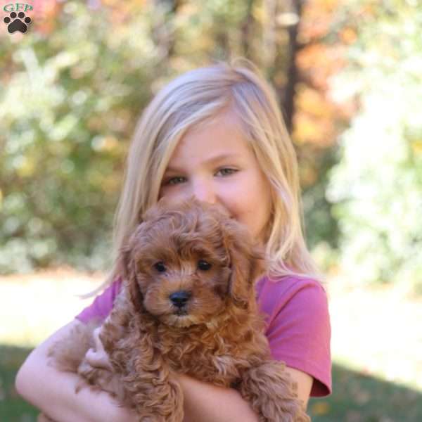 Nora, Cavapoo Puppy