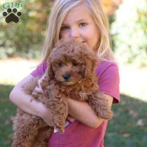 Nora, Cavapoo Puppy