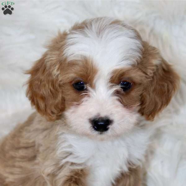 Brant, Cavapoo Puppy