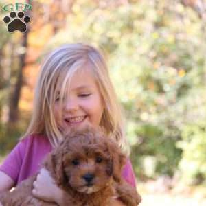 Nora, Cavapoo Puppy