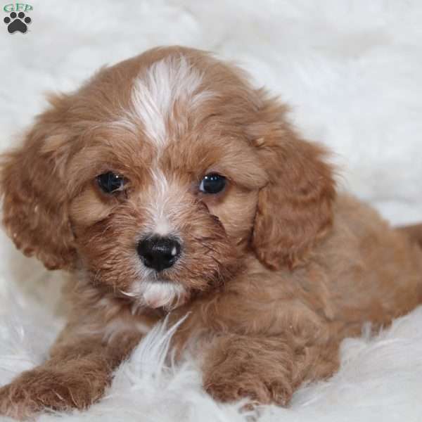 Rocco, Cavapoo Puppy