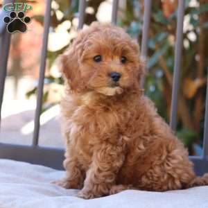 Nora, Cavapoo Puppy