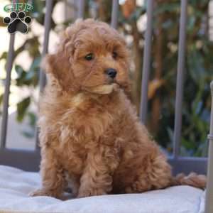 Nora, Cavapoo Puppy