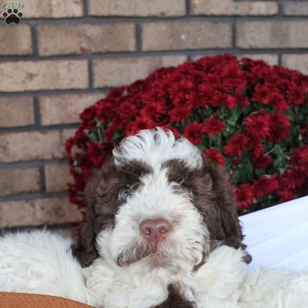 Tia, Portuguese Water Dog Puppy