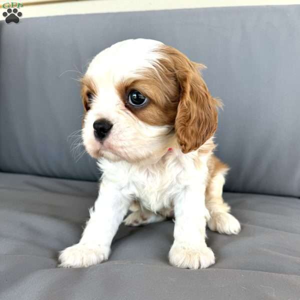 Lakely, Cavalier King Charles Spaniel Puppy