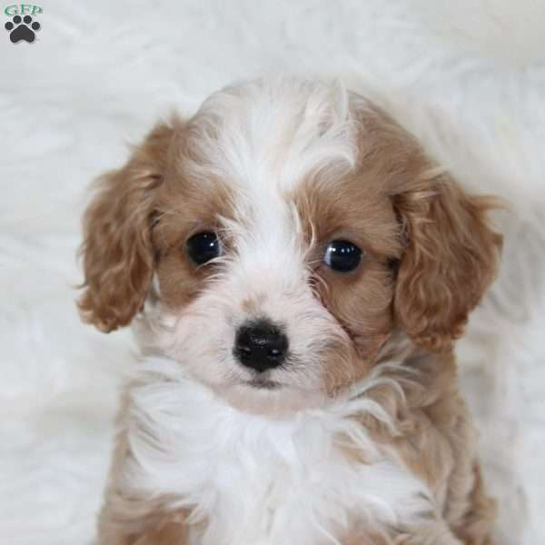 Wynn, Cavapoo Puppy