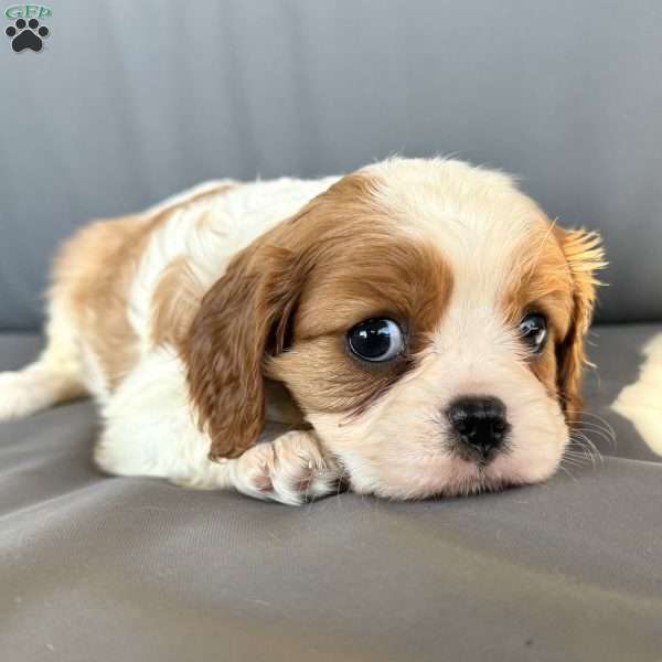 Josie, Cavalier King Charles Spaniel Puppy