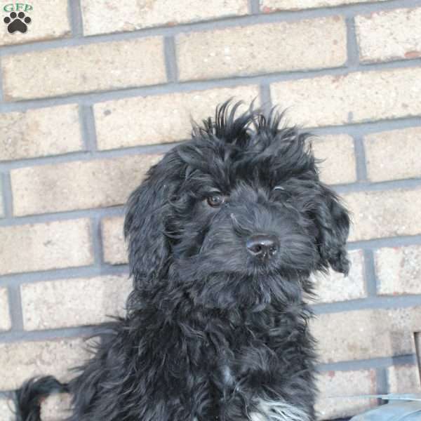 Rio, Portuguese Water Dog Puppy