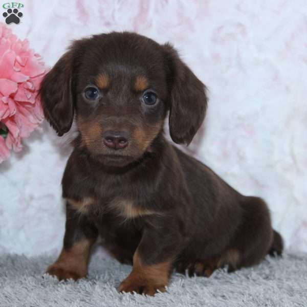 Daisy, Dachshund Puppy