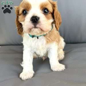 Bentley, Cavalier King Charles Spaniel Puppy