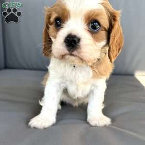 Bentley, Cavalier King Charles Spaniel Puppy