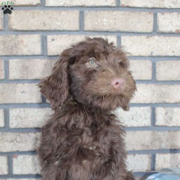 Hazel, Portuguese Water Dog Puppy