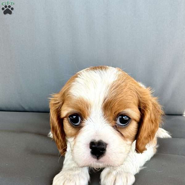 Ivory, Cavalier King Charles Spaniel Puppy