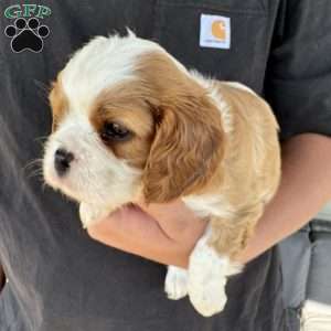 River, Cavalier King Charles Spaniel Puppy