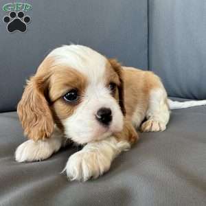 River, Cavalier King Charles Spaniel Puppy