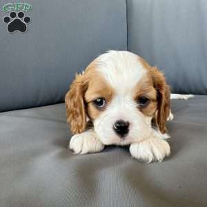 River, Cavalier King Charles Spaniel Puppy