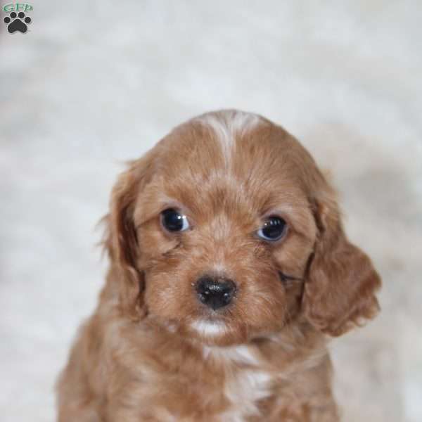 Elyse, Cavapoo Puppy