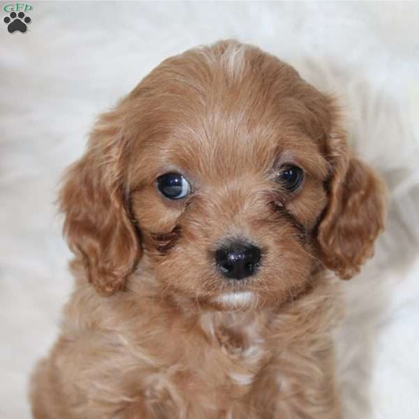 Quincey, Cavapoo Puppy