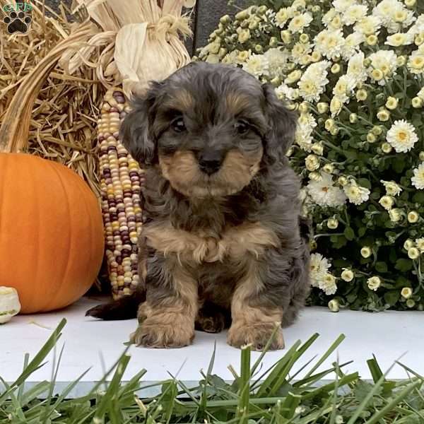 Pepsi, Cavapoo Puppy