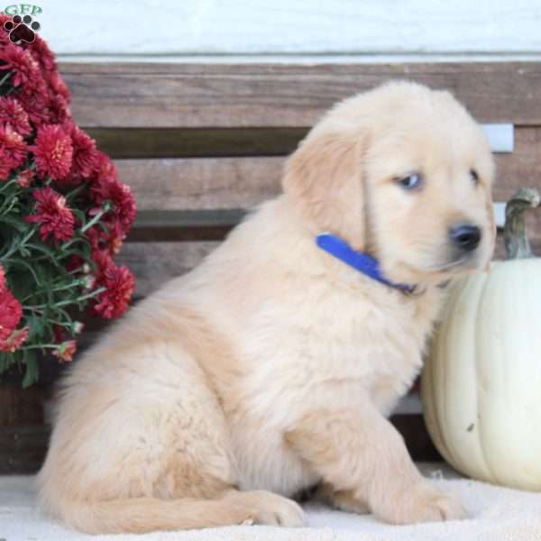 Theo, Golden Retriever Puppy