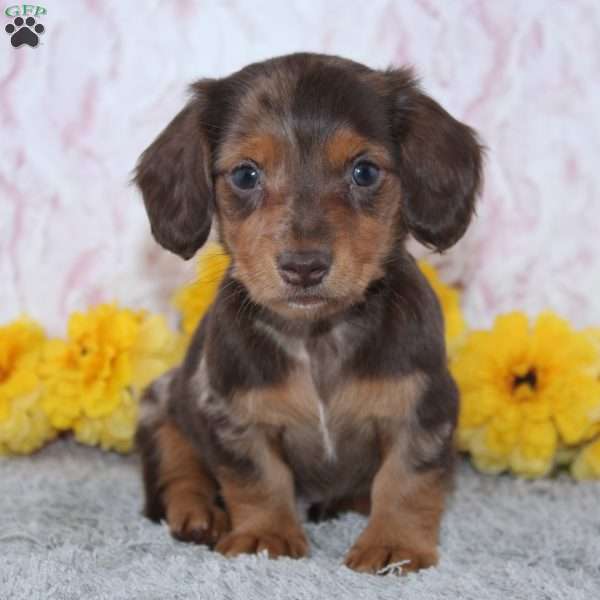 Dallas, Dachshund Puppy