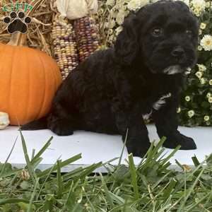 Bradly, Cavapoo Puppy