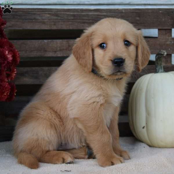 Thor, Golden Retriever Puppy