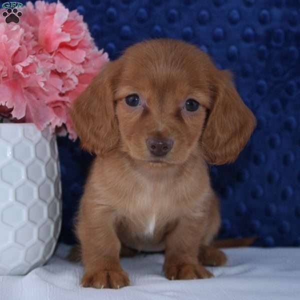 Emily, Dachshund Puppy