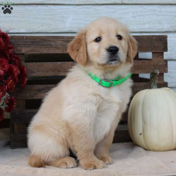 Toby, Golden Retriever Puppy