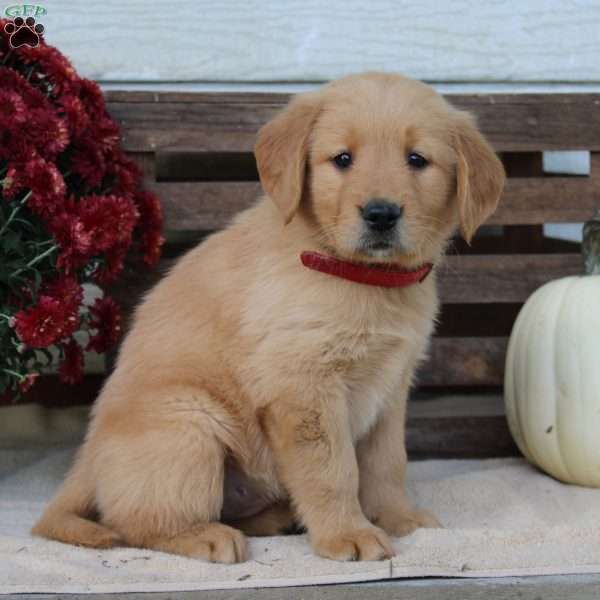 Autumn, Golden Retriever Puppy