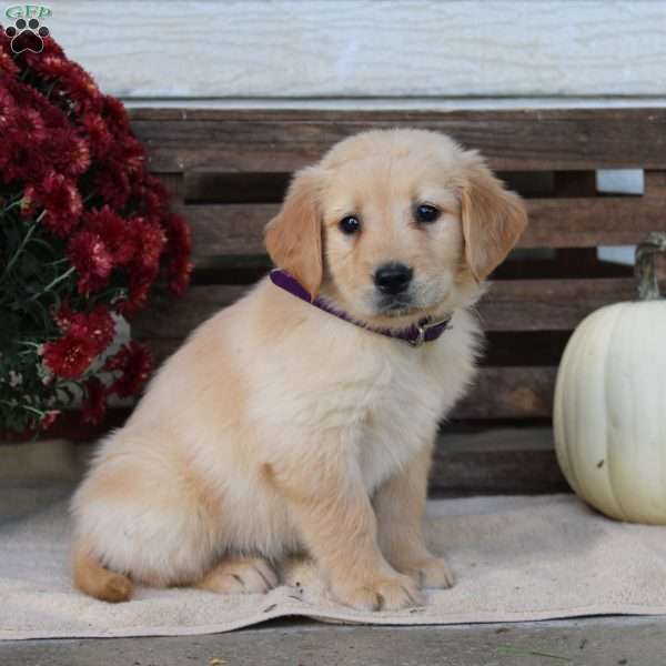 Amber, Golden Retriever Puppy