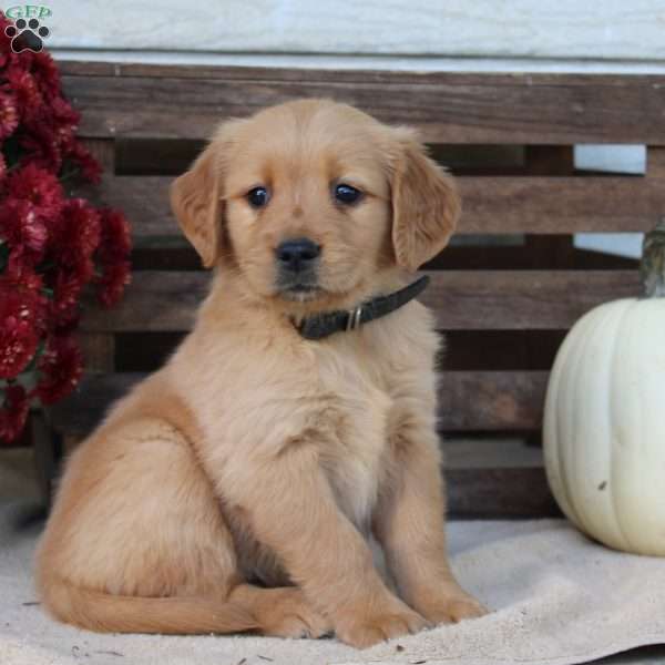 Abby, Golden Retriever Puppy