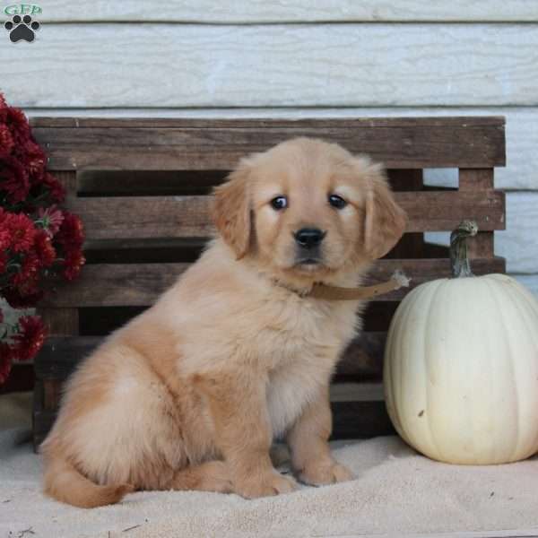 Annie, Golden Retriever Puppy