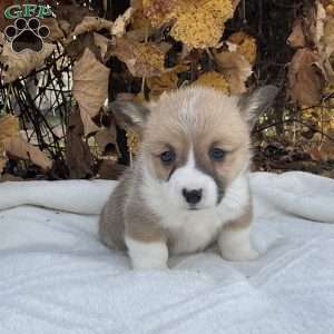 Charles, Pembroke Welsh Corgi Puppy