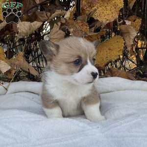 Charles, Pembroke Welsh Corgi Puppy