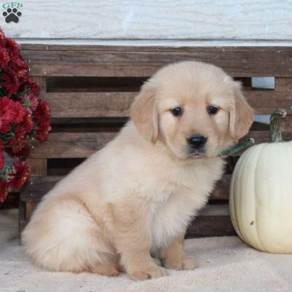 Ava, Golden Retriever Puppy