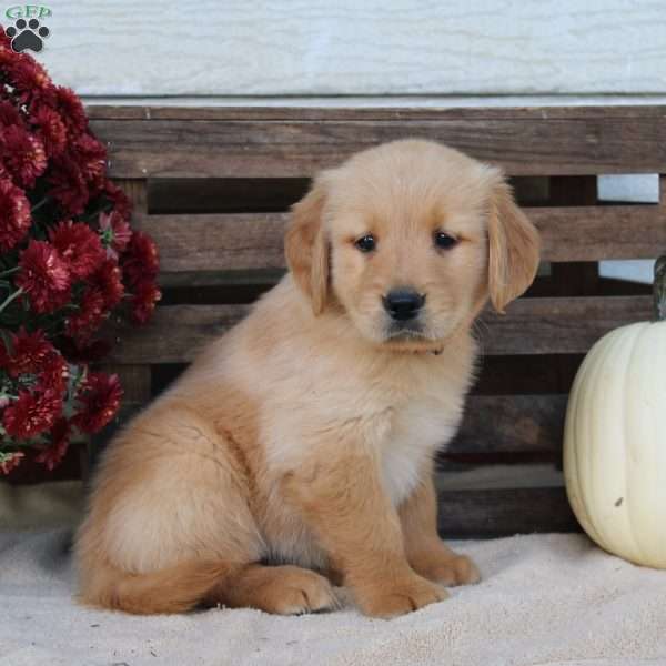 Tucker, Golden Retriever Puppy