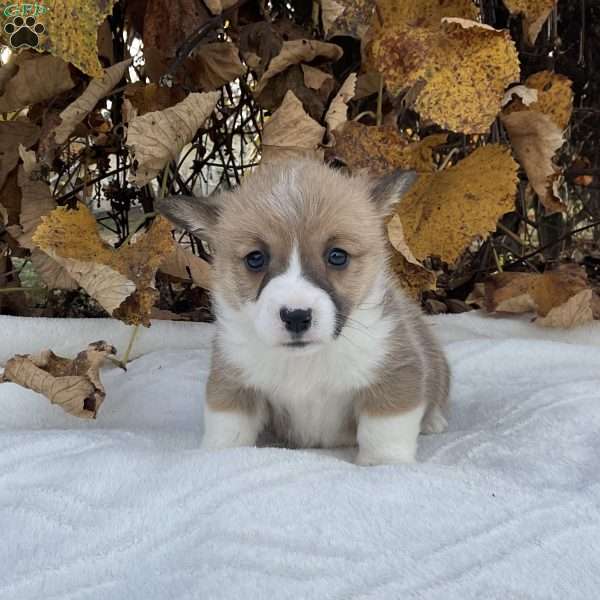 Charles, Pembroke Welsh Corgi Puppy