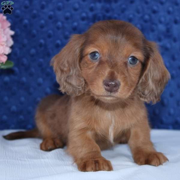 Eva, Dachshund Puppy