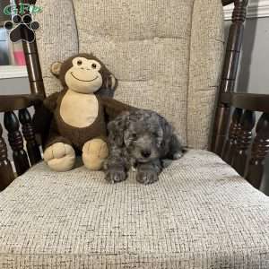 Champ- F1bb, Mini Labradoodle Puppy