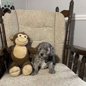 Champ- F1bb, Mini Labradoodle Puppy