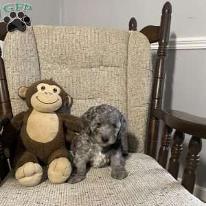 Champ- F1bb, Mini Labradoodle Puppy