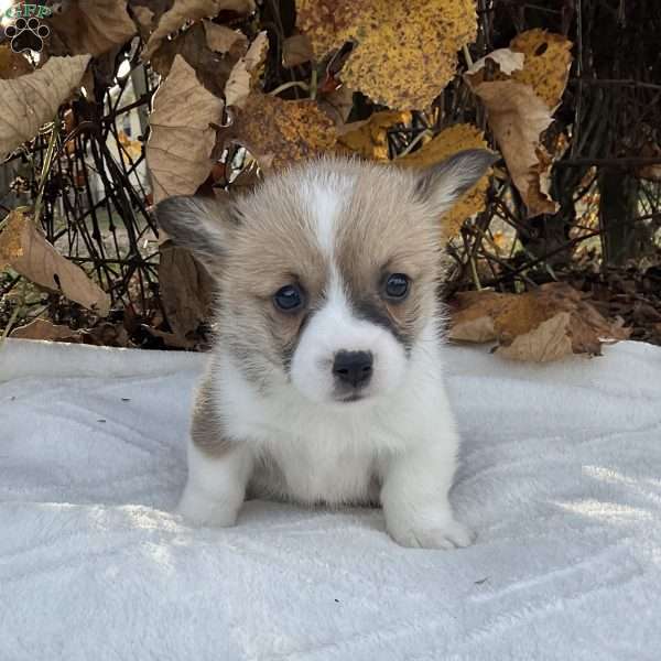 Mya, Pembroke Welsh Corgi Puppy