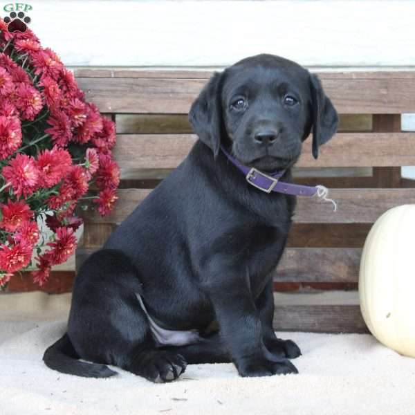 Cody, Black Labrador Retriever Puppy