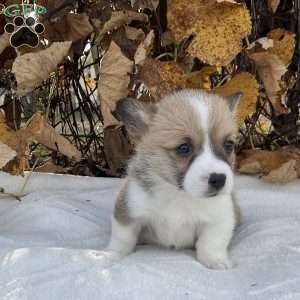 Mya, Pembroke Welsh Corgi Puppy