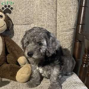 Champ- F1bb, Mini Labradoodle Puppy