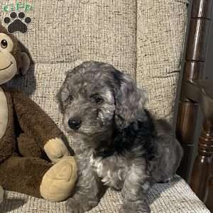 Champ- F1bb, Mini Labradoodle Puppy