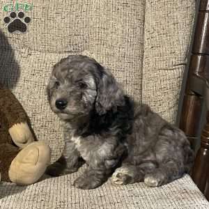 Champ- F1bb, Mini Labradoodle Puppy