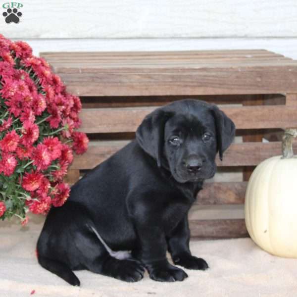 Coal, Black Labrador Retriever Puppy