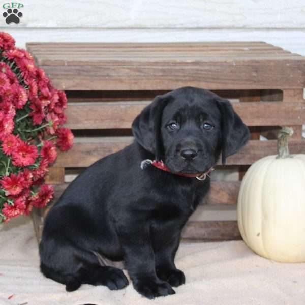 Chase, Black Labrador Retriever Puppy